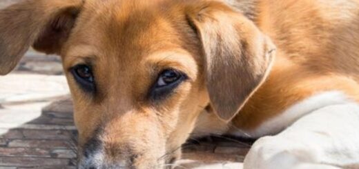 TENENCIA RESPONSABLE DE MASCOTAS